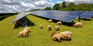 installations agrivoltaïques